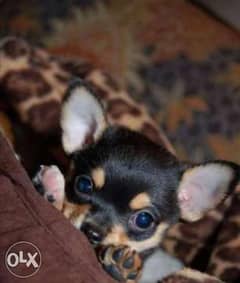 Reserve ur imported teacup chihuahua puppy, top quality with Pedigree 0