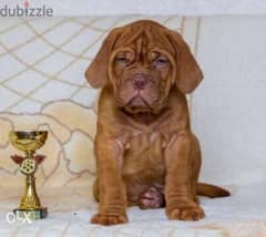Premium quality French mastiff puppies , FASTEST DELIVERY 0