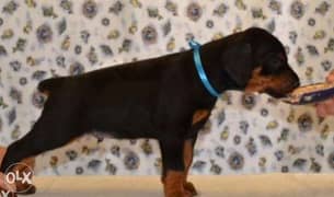 Doberman puppies, imported from Ukraine with Pedigree 0