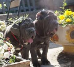 Neapolitan Mastiff  from best kennels in EuropE  FASTEST DELIVERY