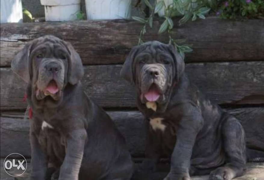 Neapolitan Mastiff  from best kennels in EuropE  FASTEST DELIVERY 1