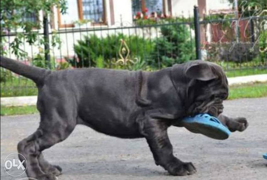Neapolitan Mastiff  from best kennels in EuropE  FASTEST DELIVERY 2