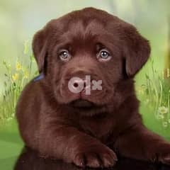 Chocolate Labrador puppies, imported. . fci pedigree 0