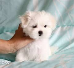 Get urself the best imported mini maltese puppy with Pedigree 0