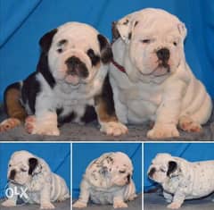 Get urself the best imported english bulldog puppy with Pedigree 0