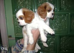 Get urself the best imported cavalier King Charles puppy with Pedigree 0