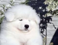 Samoyed puppies with Passport and microchip 0