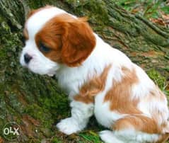 Cavalier King Charles with passport and microchip 0