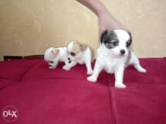 Best chihuahu Chiwawa puppies شواوا جراوي 0
