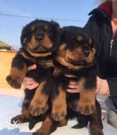Imported Rottweiler puppies with Pedigree, Passport and microchip 0