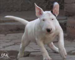 Imported bull terrier puppies with Pedigree and microchip 0