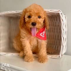 Toy poodle puppies, males and females 0