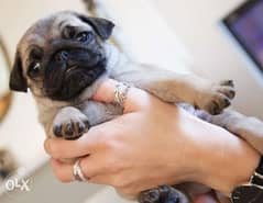 Mini pug puppies, males and females 0