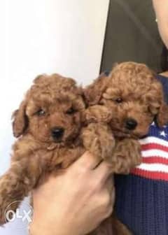 Chocolate toy poodle puppies imported from Ukraine 0