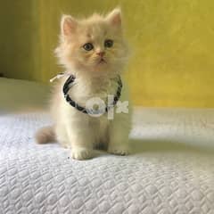 Persian Pure Cats For Sale ‍ 0