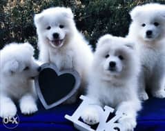 Samoyed puppies, males and females 0