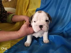 Imported english bulldog puppies with all dcs 0
