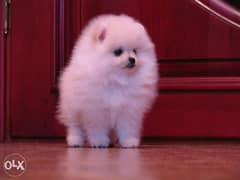 Imported mini pomeranian puppies with all dcs 0