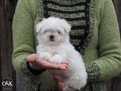 Mini maltese puppies, imported with all dcs. . Males and females 0