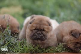 Chowchow puppies, with all documents. . 0