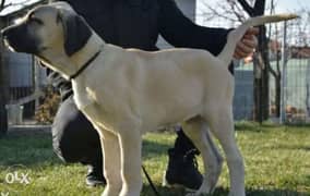 Imported Turkish kangal puppies, with all documents 0