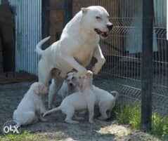 Imported Dogo argentino puppies with all documents 0