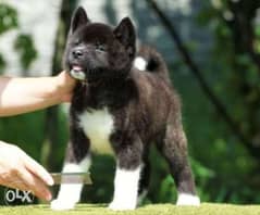 American akita puppies, imported with all documents 0