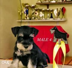 Schnauzer puppies, imported with all documents. . Fastest delivery 0