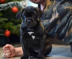 Cane corso puppies, imported with all documents 0