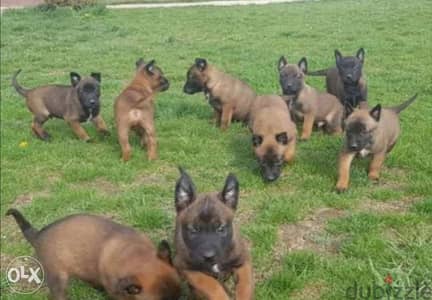 Malinois puppies, imported with all documents