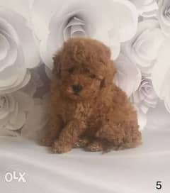 Toy poodle puppies. . . With Pedigree 0