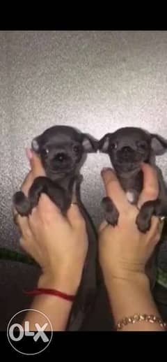 BLUE teacup chihuahua puppies. . With Pedigree. . Apple head 0