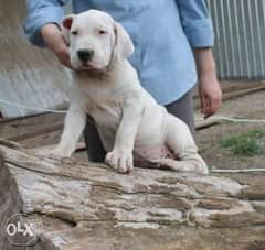 Reserve ur imported Dogo argentino puppy with all dcs 0
