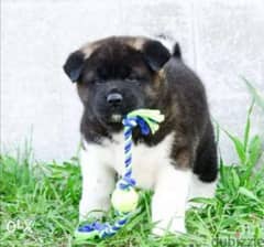 imported premium American akita puppies , FASTEST DELIVERY 0