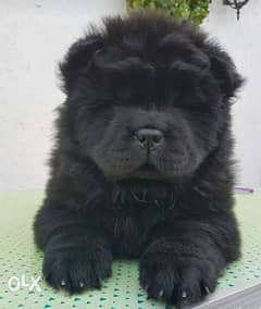 Black Chow puppies 0