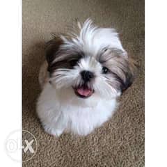 Shih tzu discount puppies olx