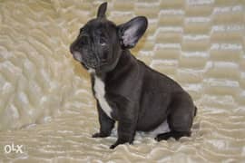 Blue French Bulldog puppies, imported with all dcs, premium quality 0