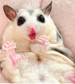 شوجر جلايدر sugar glider هامستر 0