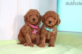 Imported toy poodle puppies, premium quality with all dcs 0