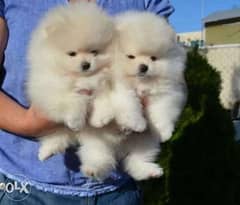 Imported teacup pomeranian puppies. . Champion bloodline with all dcs 0