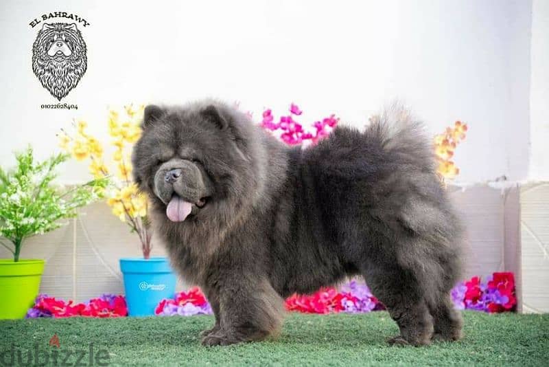 للجواز فقط أجمل ذكور تشاو تشاو  chow chow كريمي و بلو و احمر 2