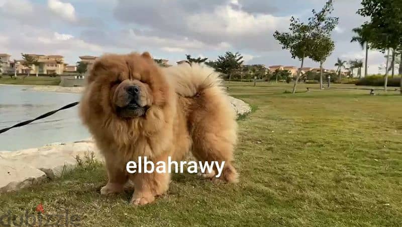 للجواز فقط أجمل ذكور تشاو تشاو  chow chow كريمي و بلو و احمر 4