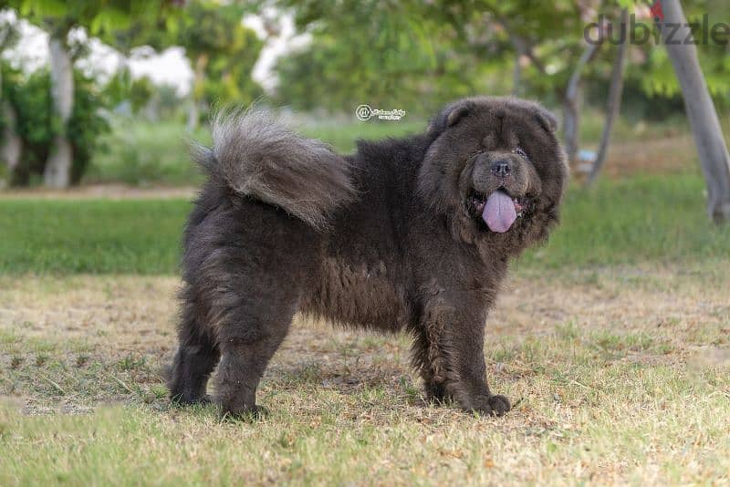 للجواز فقط أجمل ذكور تشاو تشاو  chow chow كريمي و بلو و احمر 5