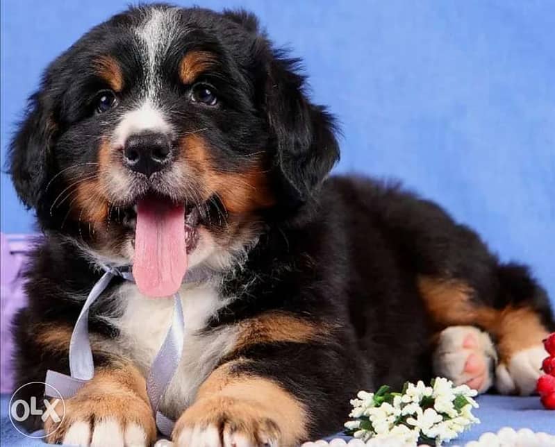Imported bernese mountain puppies with all dcs. . Top quality 1