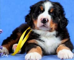 Imported bernese mountain puppies with all dcs. . Top quality