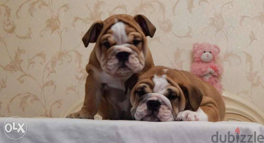 European bulldog sales