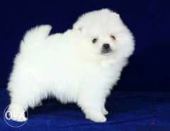 Most beautiful Mini Pomeranian puppies 0