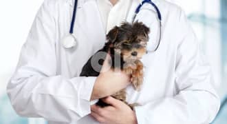 تطعيم قطط وكلاب وعمليات تعقيم وعلاج الفطريات  وعث الاذن 0