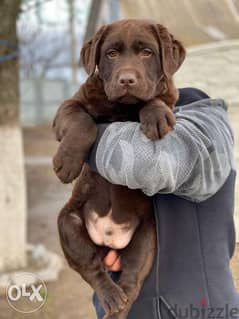 imported chocolate Labrador puppies. . Giant size