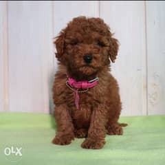 Imported toy poodle puppies, premium quality with all dcs. . بودل 0